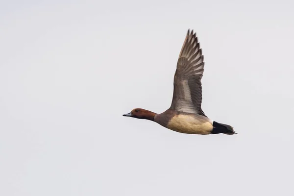 Eurázsiai Wigeon Wigeon Kacsa Mareca Penelope Férfi Repülés Közben — Stock Fotó