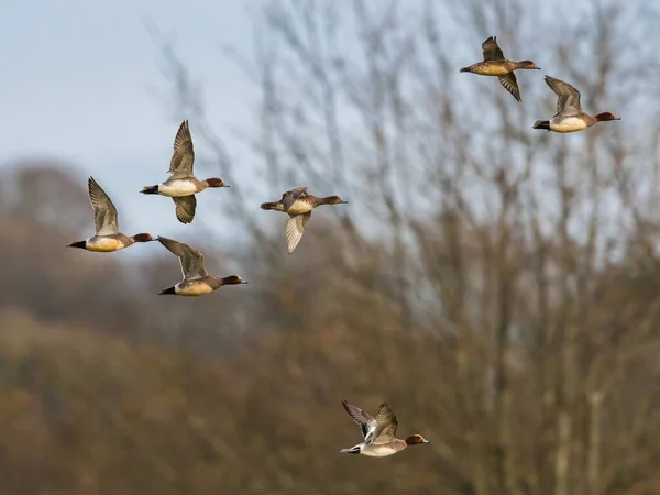 Eurasian Wigeon Mareca Penelope Птахи Польоті Навколишньому Середовищі — стокове фото