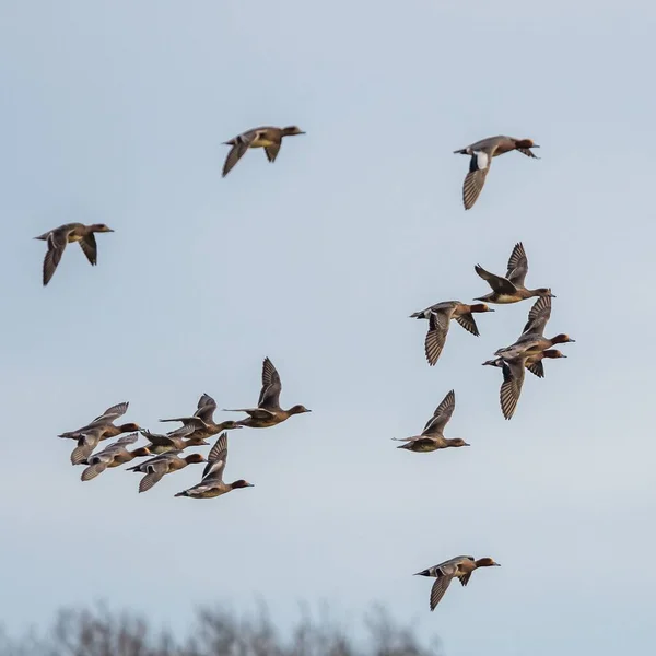 Eurasiske Wigeon Mareca Penelope Fugle Flugt Himlen - Stock-foto