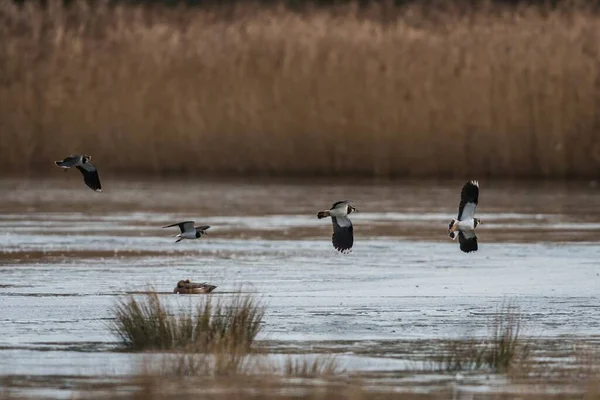 Northern Lapwing Vanellus Vanellus Voo Ambiente — Fotografia de Stock