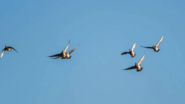Eurasian Wigeon Mareca Penelope Birds Flight Sky — Foto de Stock