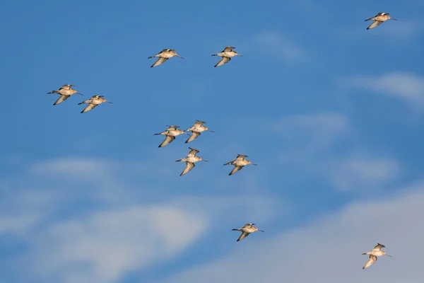 Black Tailed Godwit Limosa Limosa Flight Blue Sky — Stock Photo, Image