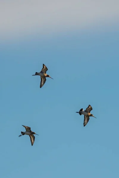 Zwartstaart Godwit Limosa Limosa Vlucht Aan Blauwe Hemel — Stockfoto