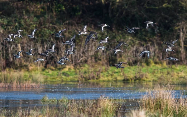 Eurásia Wigeon Mareca Penelope Aves Voo Habitat — Fotografia de Stock