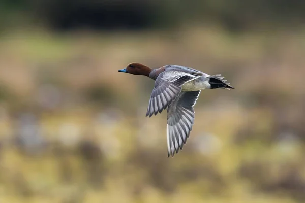 Eurazjatycki Wigeon Mareca Penelope Samiec Locie — Zdjęcie stockowe