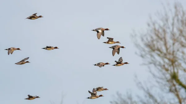 欧亚大陆的Wigeon Mareca Penelope鸟类在空中飞翔 — 图库照片