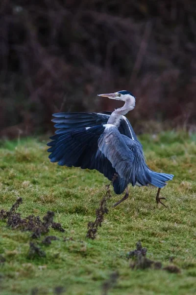 Running Grey Heron Ardea Cinerea — Stock Photo, Image