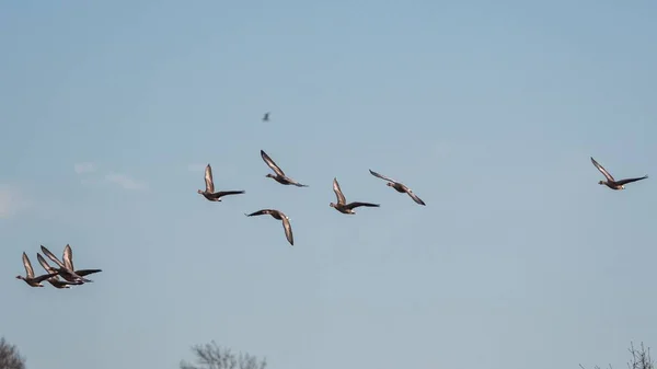 Greylag Geese Greylag Goose Anser Anser Flight Sky — Stock Photo, Image