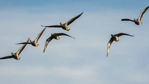 Greylag Geese Greylag Goose Anser Anser Польоті Небі — стокове фото