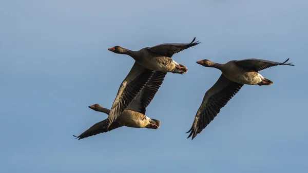 Greylag Geese Greylag Goose Anser Anser Flight Sky — Stock Photo, Image