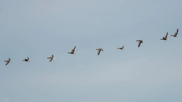 Greylag Geese Greylag Goose Anser Anser Польоті Небі — стокове фото