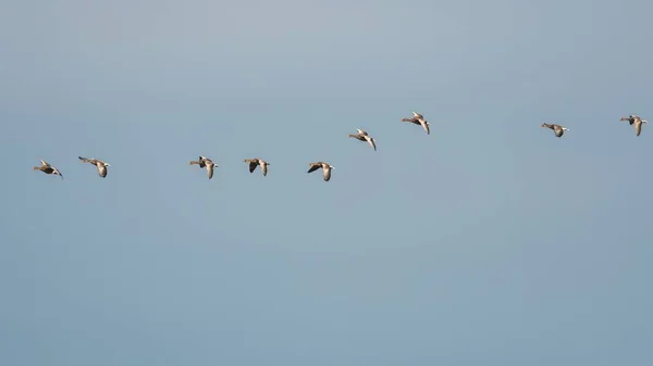 Greylag Geese Greylag Goose Anser Anser Flight Sky — Stock Photo, Image