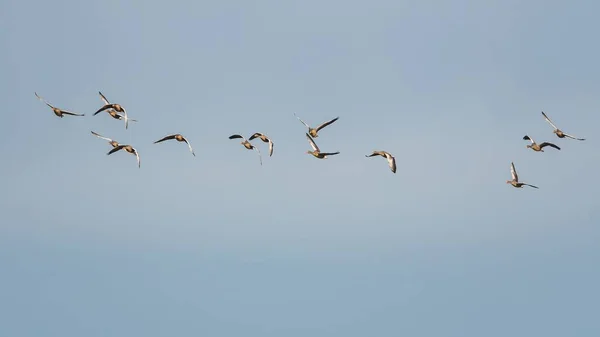 Greylag Kazları Greylag Kaz Anser Cevaper Gökyüzünde Uçuyor — Stok fotoğraf