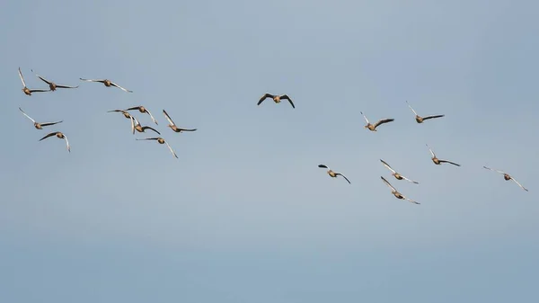 Gansos Greylag Ganso Greylag Anser Anser Vuelo Cielo — Foto de Stock