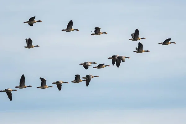 Greylag Geese Greylag Goose Anser Anser Vol Sur Ciel — Photo