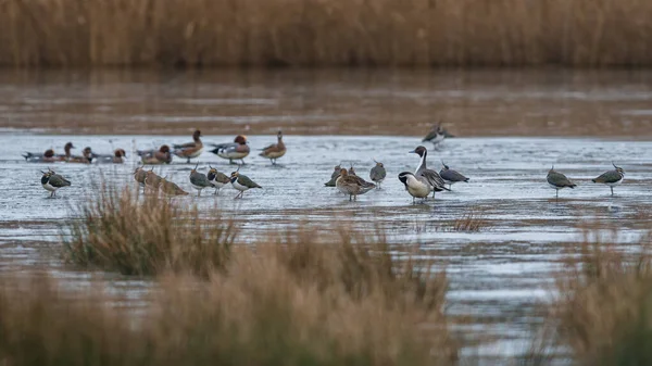 Kuzey Pintails Kuzey Lapwings Buzda — Stok fotoğraf