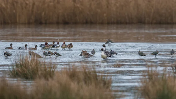 Kuzey Pintails Kuzey Lapwings Buzda — Stok fotoğraf