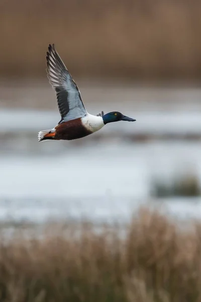 Northern Shoveler Shoveler Anas Clypeata Male Flight Devon England Europe — стокове фото