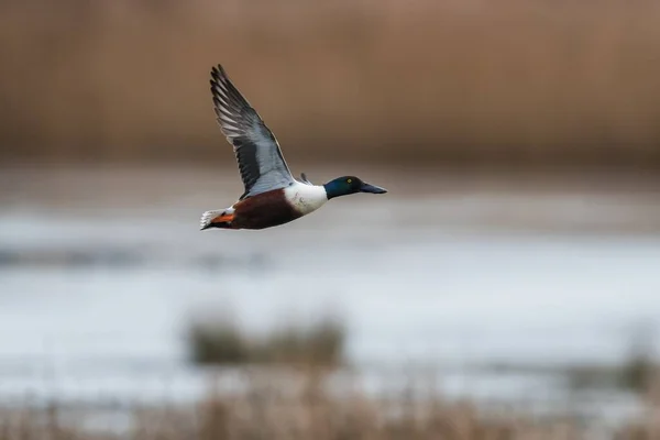 Northern Shoveler Shoveler Anas Clypeata Male Flight Devon England Europe — стокове фото