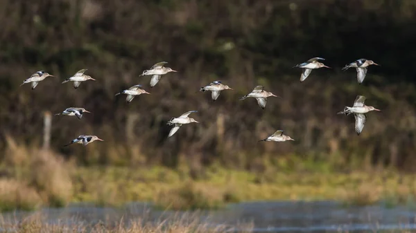 Godwit Cauda Preta Limosa Limosa Voo Ambiente — Fotografia de Stock