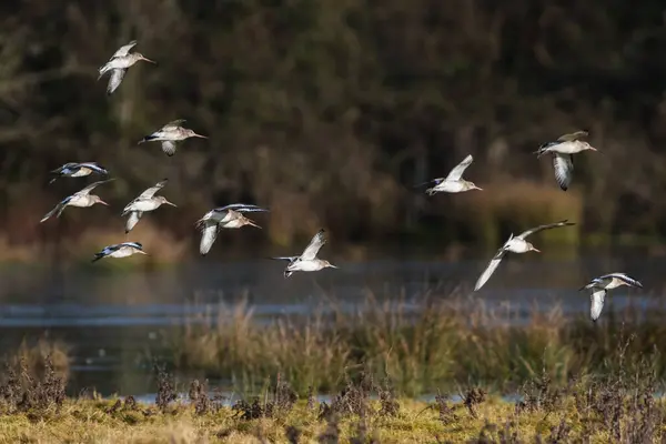 Kara Kuyruklu Godwit Limosa Limozası Çevrede Uçuyor — Stok fotoğraf