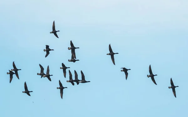 Brent Gänse Flug Brent Gänse Branta Bernicla Devon England Europa — Stockfoto