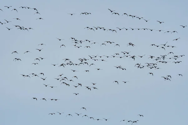 Brent Gansos Vuelo Brent Goose Branta Bernicla Devon Inglaterra Europa — Foto de Stock