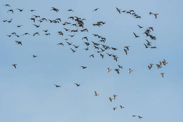 Brent Geese Flight Brent Goose Branta Bernicla Devon England Europe — Stock Photo, Image