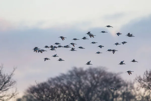 Godwit Cola Negra Limosa Limosa Vuelo Ambiente Los Rayos Del — Foto de Stock