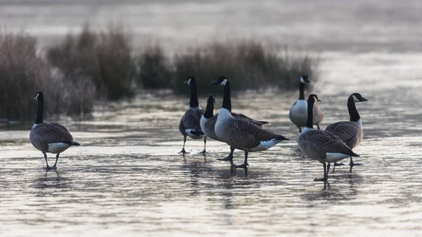 Canadá Gansos Canada Goose Branta Canadensis Aves Gelo — Fotografia de Stock