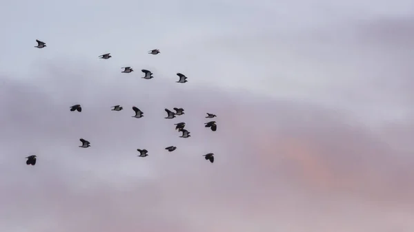 Északi Szárny Vanellus Vanellus Napkeltekor Repül — Stock Fotó