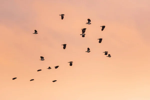 北方的羽翼 黎明时分在飞行的Vanellus Vanellus — 图库照片