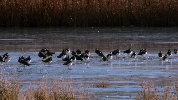 Norra Flygeln Vanellus Vanellus Isen — Stockvideo