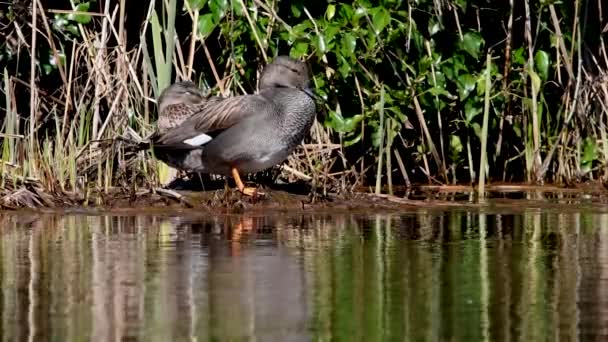 Par Gadwall Habitat Seu Nome Latino Mareca Strepera — Vídeo de Stock