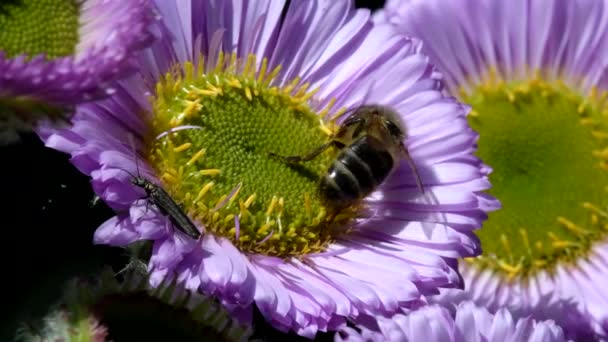 European Honey Bee European Honey Bee Flower Her Latin Name — Stock Video