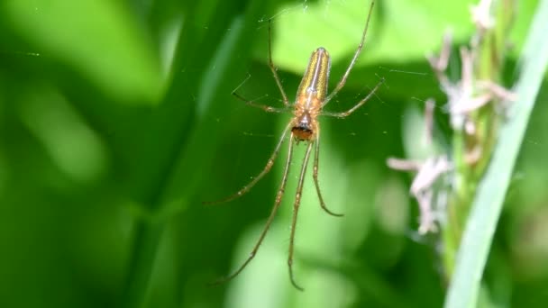 Gölge Gergin Örümcek Ağında Uzun Çeneli Orb Weaver Latince Adı — Stok video