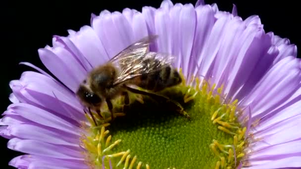 Europese Honingbij Europese Honingbij Bloem Haar Latijnse Naam Apis Mellifera — Stockvideo