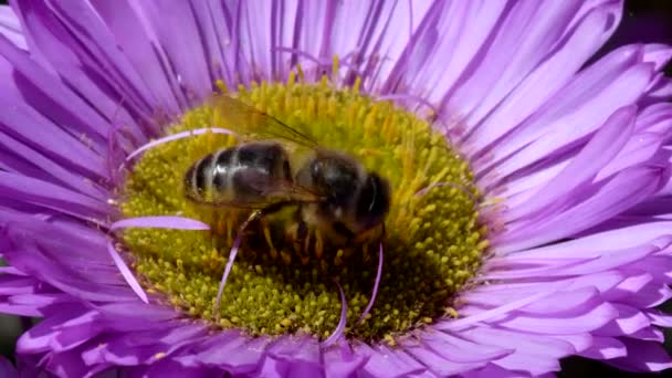 Europäische Honigbiene Oder Europäische Honigbiene Auf Blüte Ihr Lateinischer Name — Stockvideo