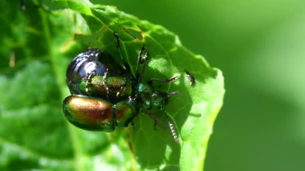 Green Dock Beetle Par Durante Cópula Seu Nome Latino Gastrophysa — Vídeo de Stock