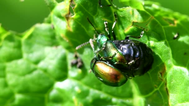 Green Dock Beetle Pair Copulation Latin Name Gastrophysa Viridula — Stock Video