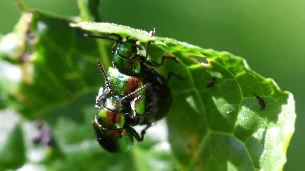 Πράσινο Ζευγάρι Dock Beetle Κατά Συνουσία Λατινικά Τους Είναι Gastrophysa — Αρχείο Βίντεο