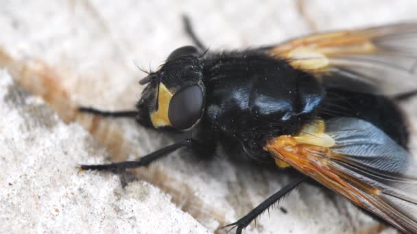 Noon Fly Leaf Латинське Mesembrina Meridiana — стокове відео