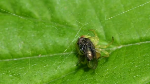 Cucumber Green Spider Cucumber Green Orb Spider Com Presas Seu — Vídeo de Stock