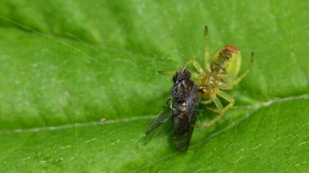黄瓜绿色蜘蛛或黄瓜绿色圆球蜘蛛与猎物 他的拉丁文名字是Araniella Cucurbitina — 图库视频影像