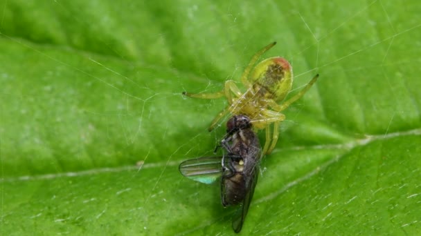 Αγγούρι Πράσινη Αράχνη Αγγούρι Πράσινη Σφαίρα Θήραμα Λατινικό Του Όνομα — Αρχείο Βίντεο