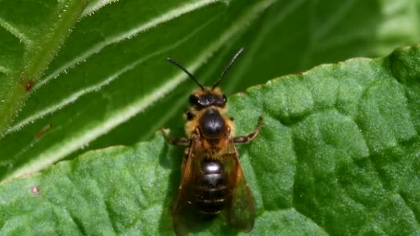 Macro Filme Mining Bee Andrena Scotica — Vídeo de Stock