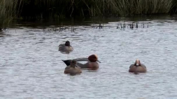 Eurasian Wigeon Mareca Penelope Birds Water Habitat — Stock Video