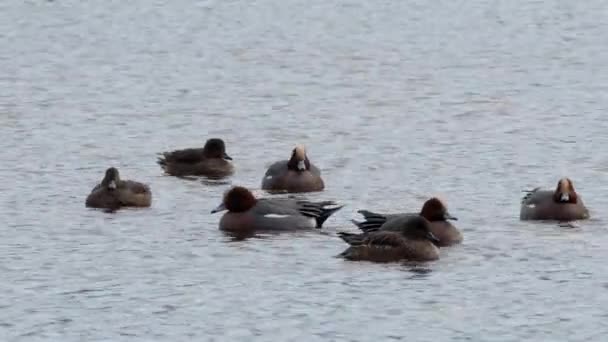 Wigeon Eurasiático Aves Penelope Mareca Agua Hábitat — Vídeo de stock