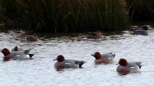 Avrasyalı Wigeon Mareca Penelope Habitatta Üzerinde Uçan Kuşlar — Stok video