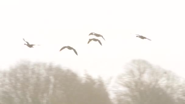 Canada Ganzen Canada Ganzen Branta Canadensis Tijdens Vlucht — Stockvideo